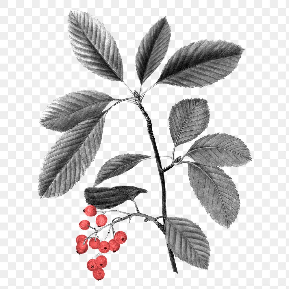 Berry branch png clipart, transparent background, remixed from original artworks by Pierre Joseph Redout&eacute;