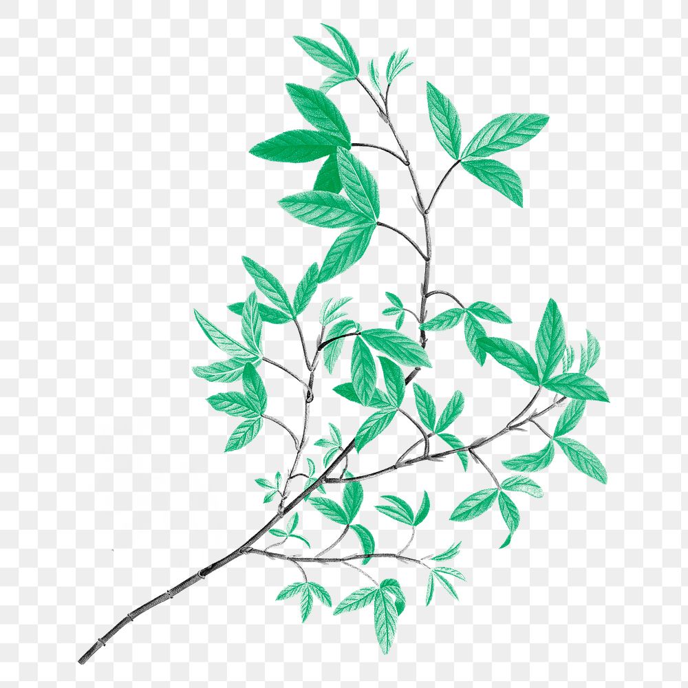 Leaf branch png sticker, transparent background, remixed from original artworks by Pierre Joseph Redout&eacute;