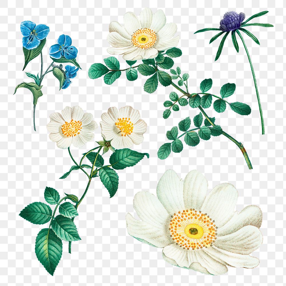 Floral png stickers, transparent background, remixed from original artworks by Pierre Joseph Redouté