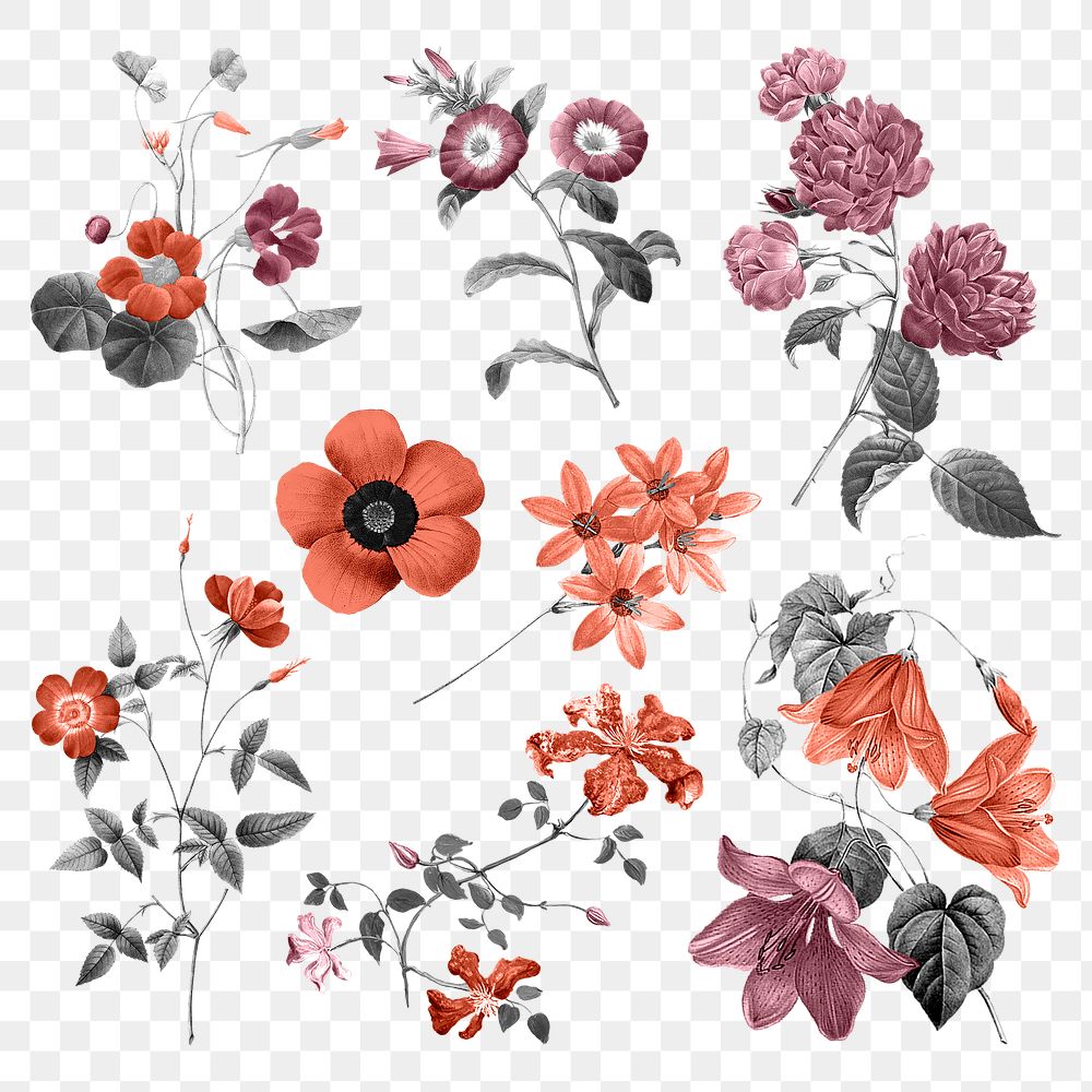 Flowers png stickers, transparent background, remixed from original artworks by Pierre Joseph Redout&eacute;