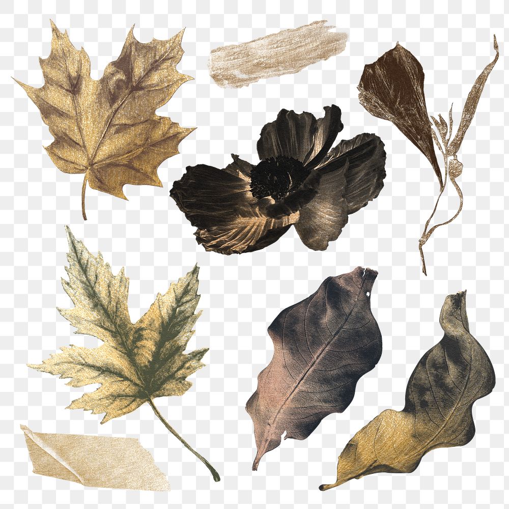 Autumn botanical png stickers set, watercolor texture design, transparent background