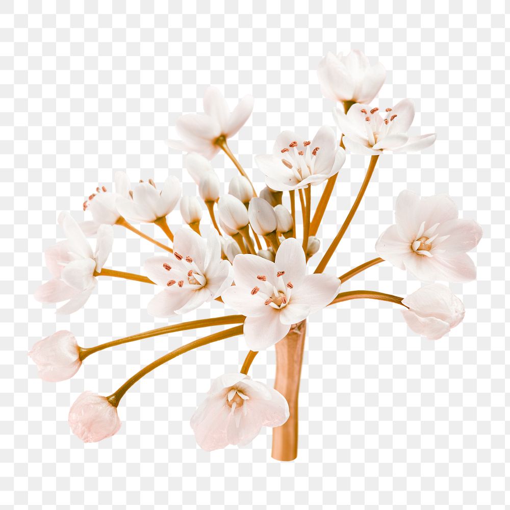 White blossom sticker png, flower collage element in transparent background