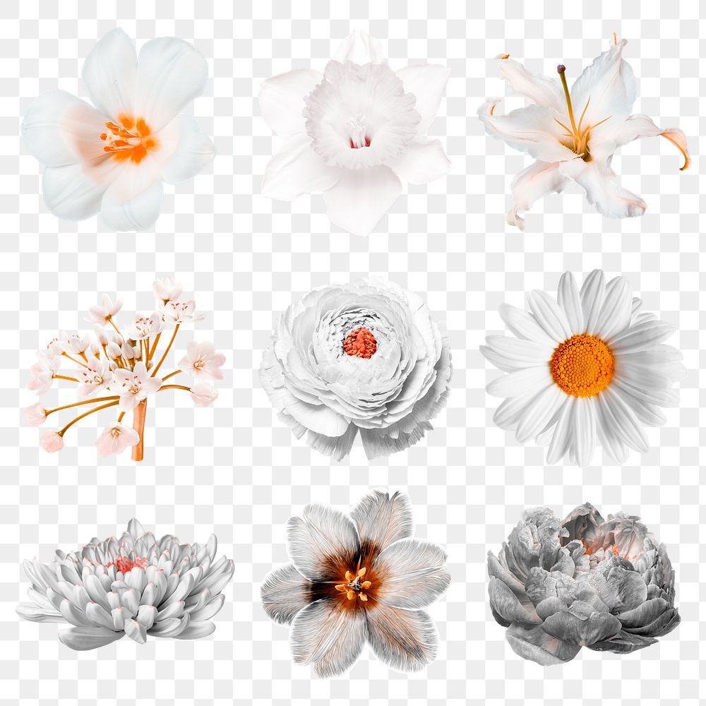 Floral png stickers, botanical collage element set, transparent background