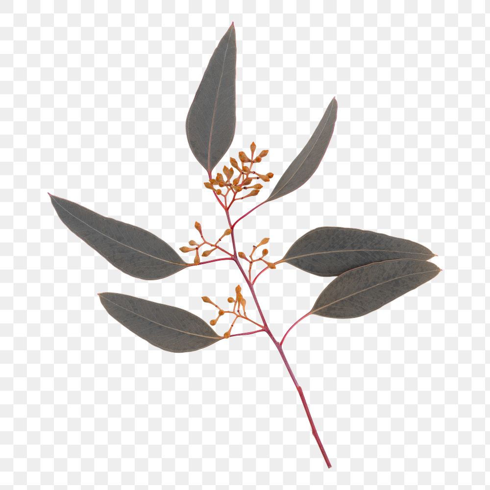 Botanical png sticker, leaf design in transparent background