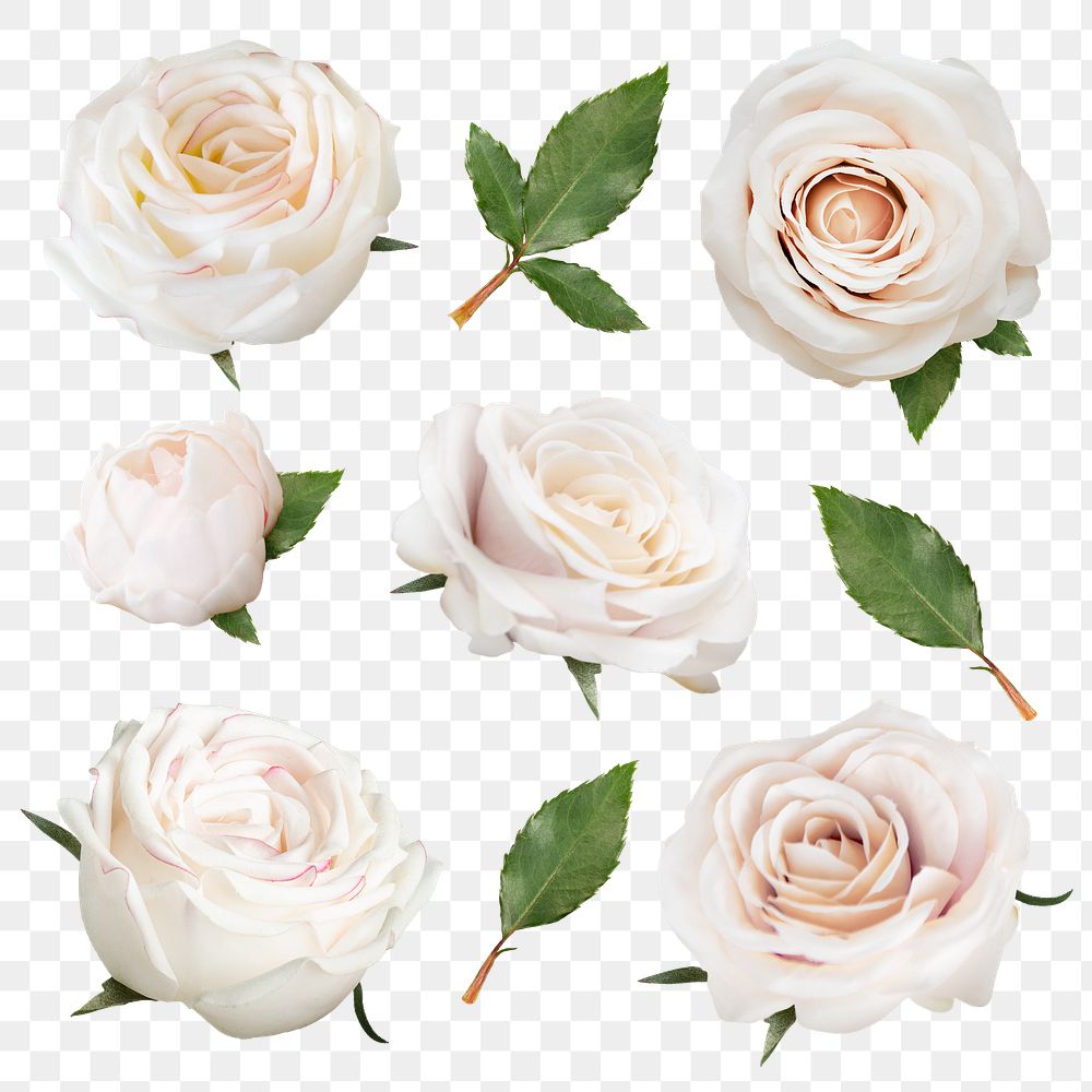 Png roses flower stickers, botanical collage element set, transparent background