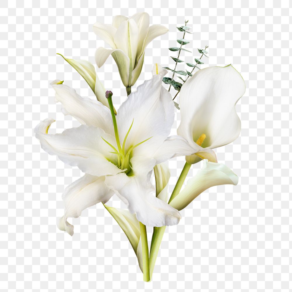 lilies clipart free