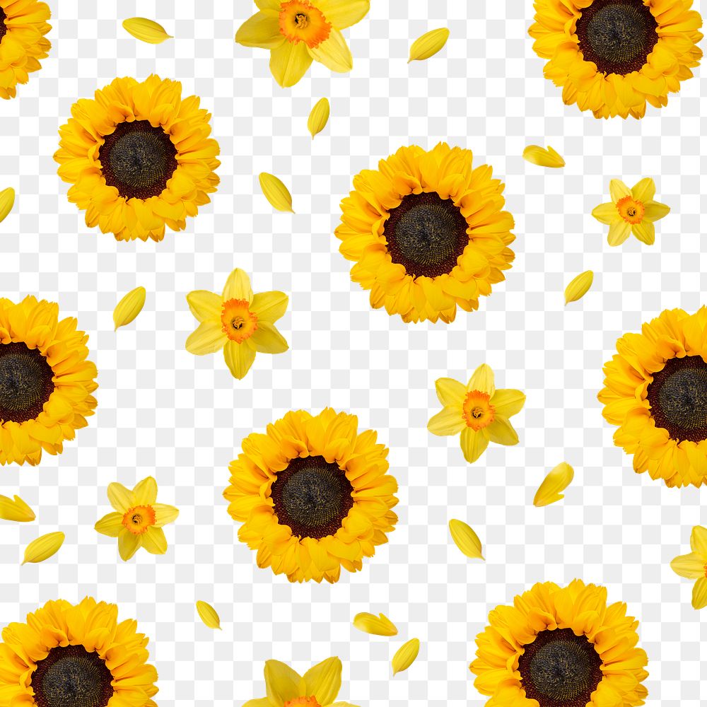 Sunflower png background, transparent flower pattern