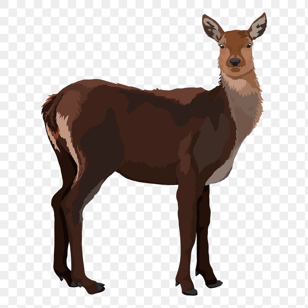 PNG deer without horns, wild animal illustration sticker, transparent background