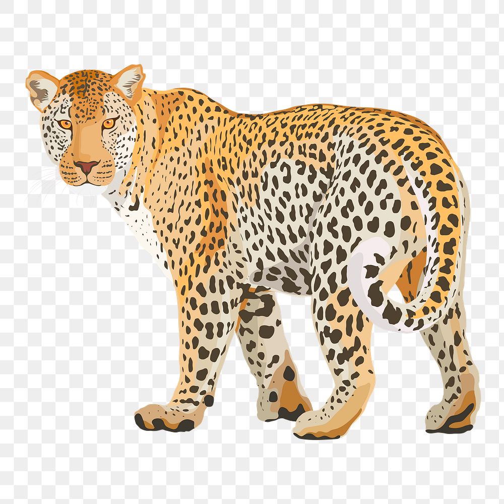 Leopard png illustration sticker, safari wild animal, transparent background