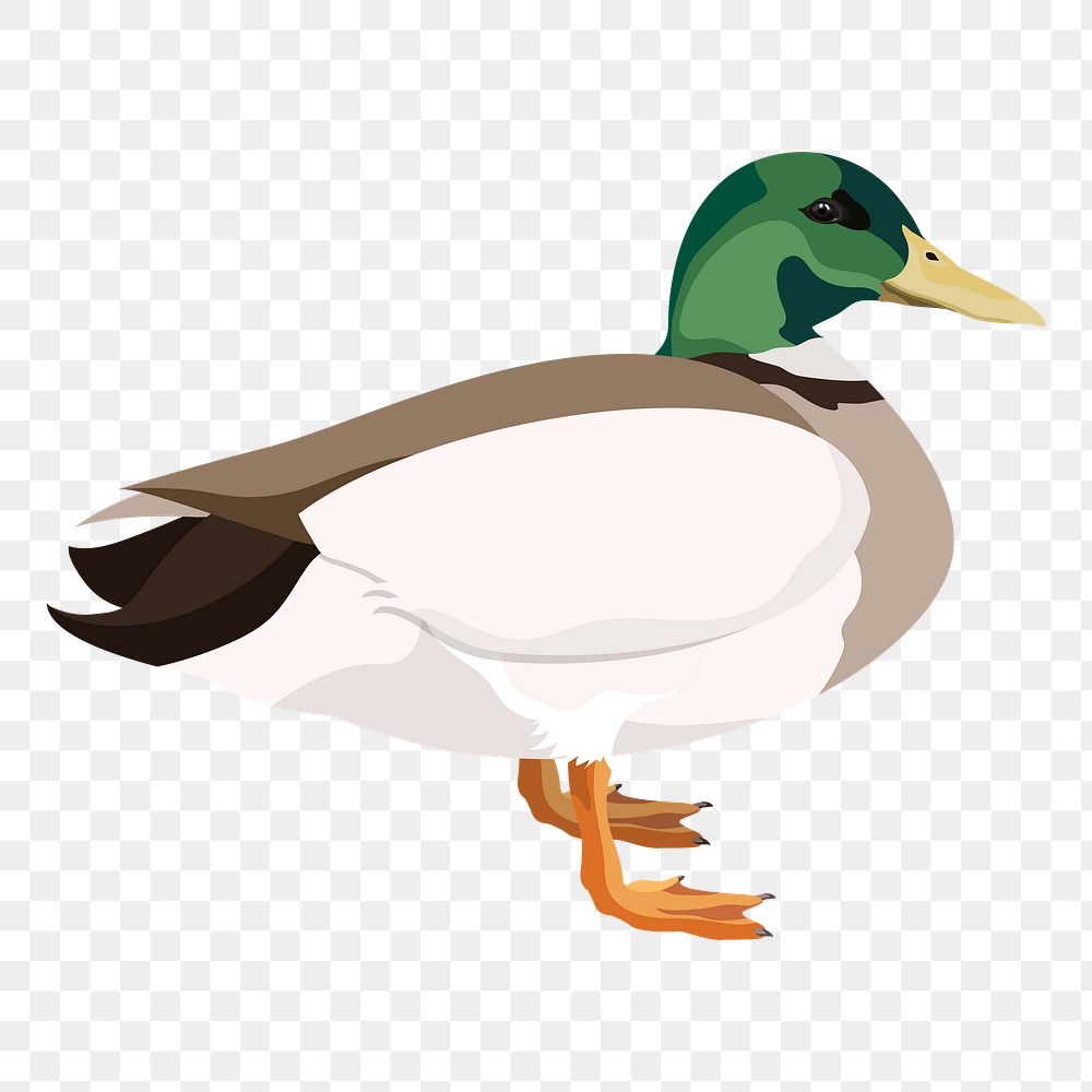 PNG wild duck sticker, mallard bird illustration, transparent background