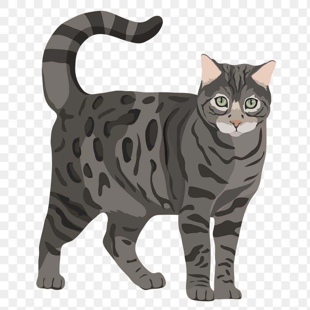 PNG cat sticker, Silver bengal, animal illustration, transparent background