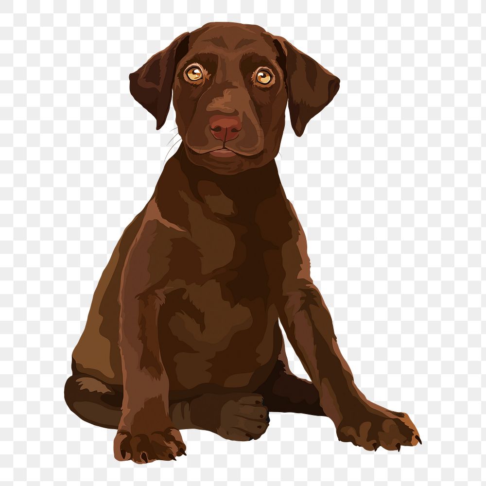 PNG brown puppy, labrador retriever dog, animal illustration, transparent background