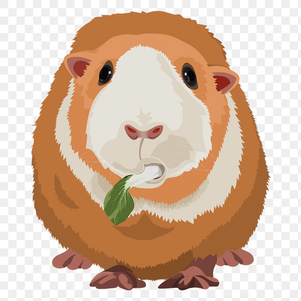 Guinea pig png eating, illustration sticker, transparent background