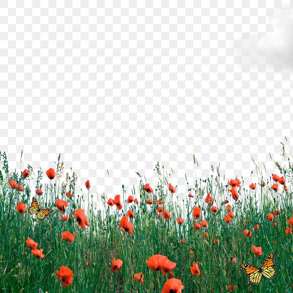 Flower field png border, red poppy transparent background