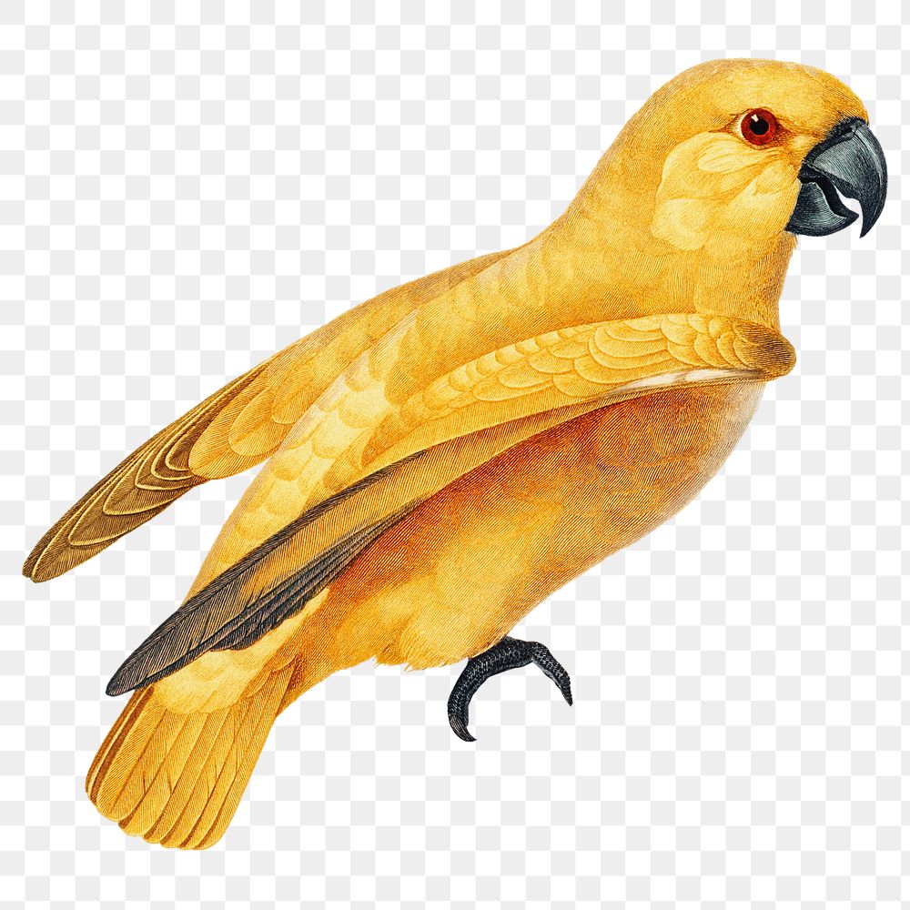 Yellow bird png sticker, animal transparent background