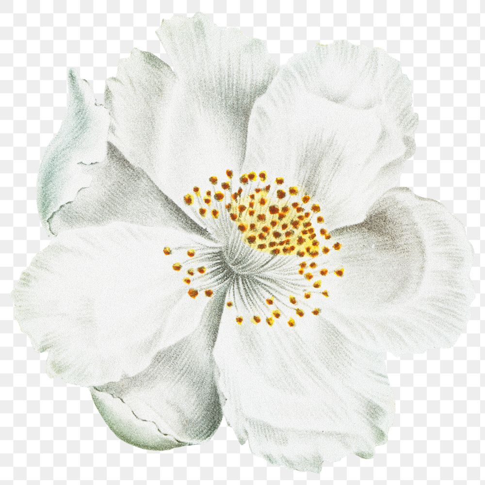 Jasmine png sticker, white flower transparent background