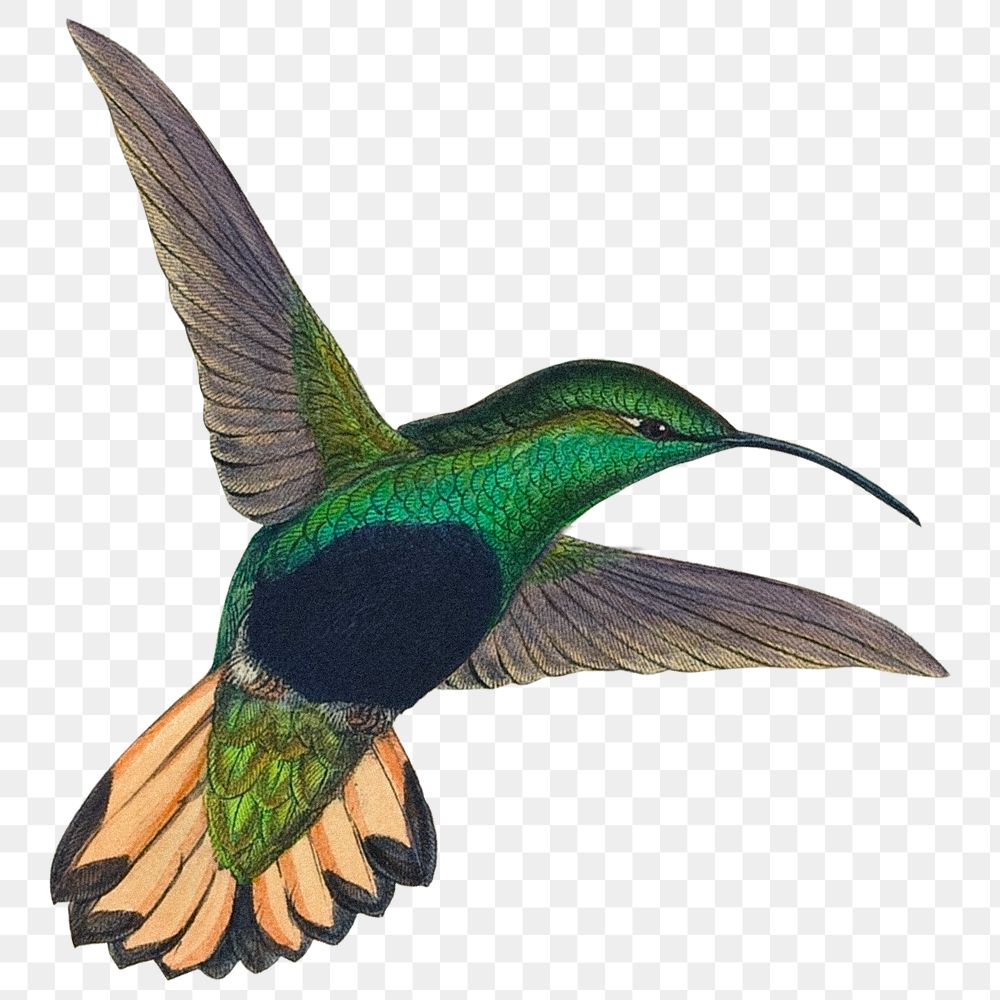 Hummingbird png sticker, animal transparent background