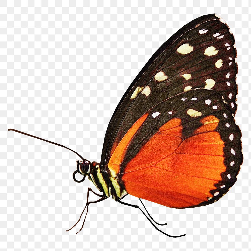Orange butterfly png sticker, insect transparent background