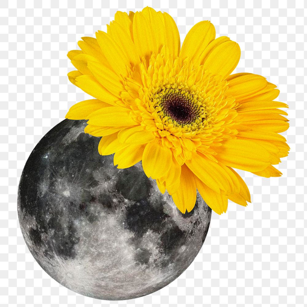 Moon png sticker, yellow flower collage, astronomy transparent background