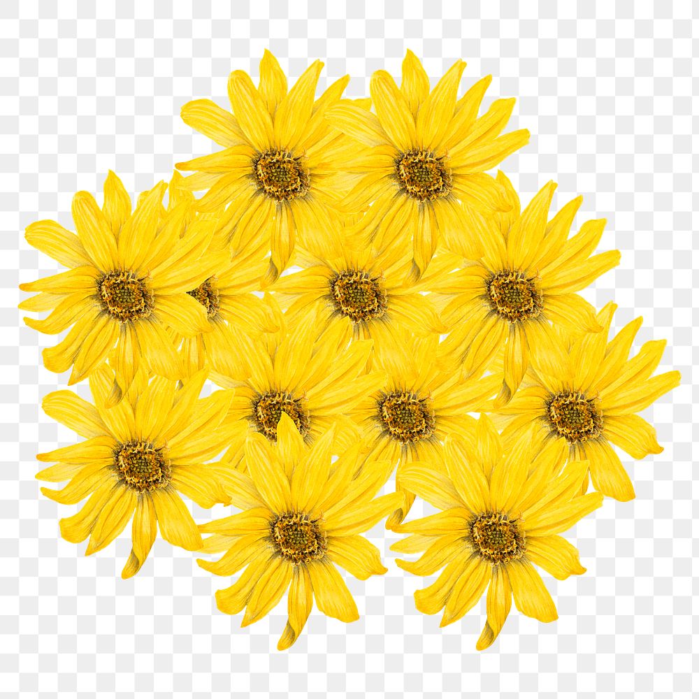 Sunflower png sticker, yellow flower  transparent background