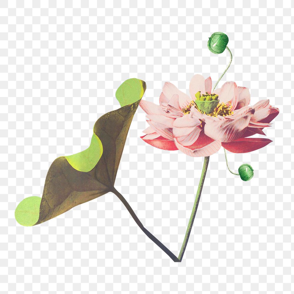 Pink lotus png sticker, botanical transparent background