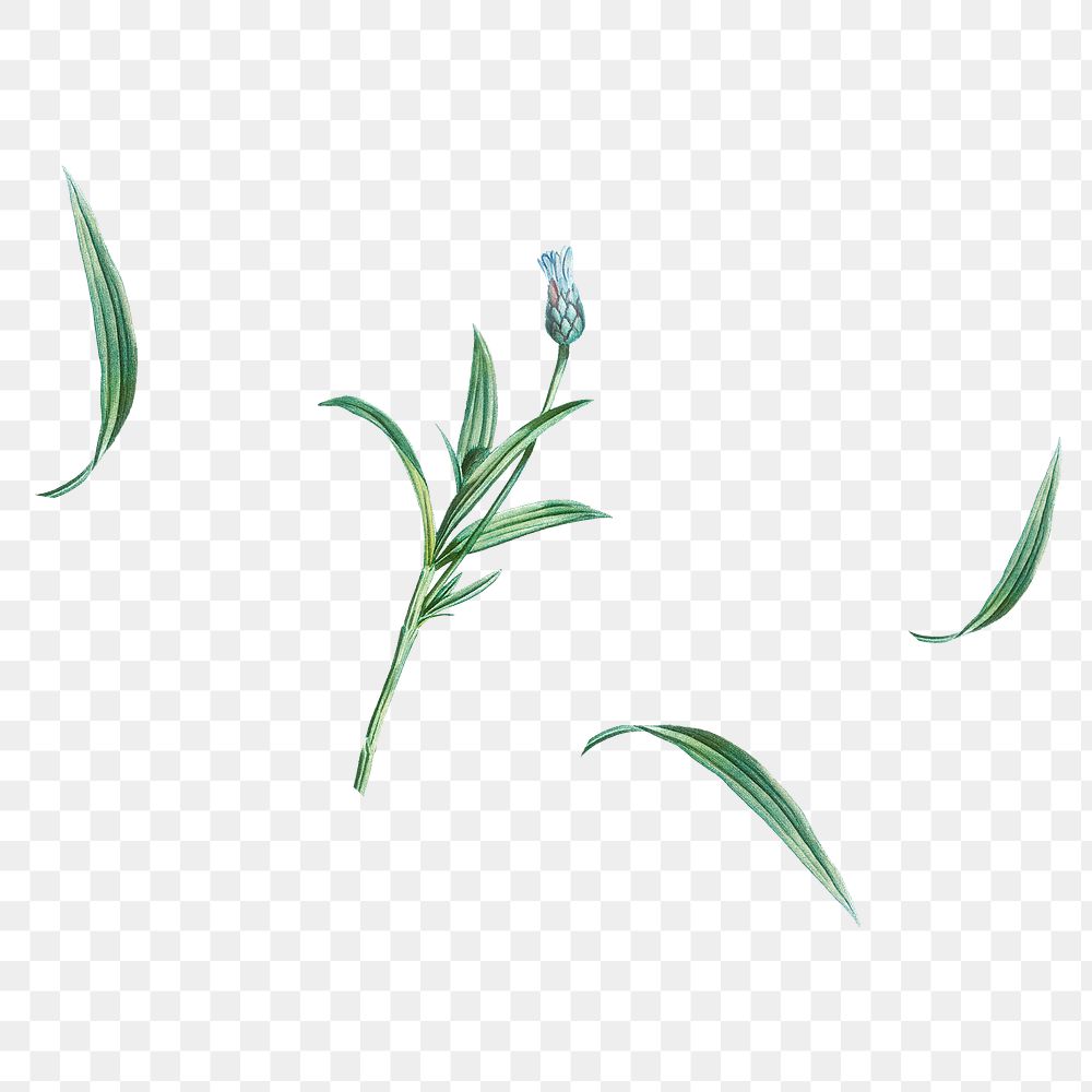 Blue flower png sticker, botanical transparent background