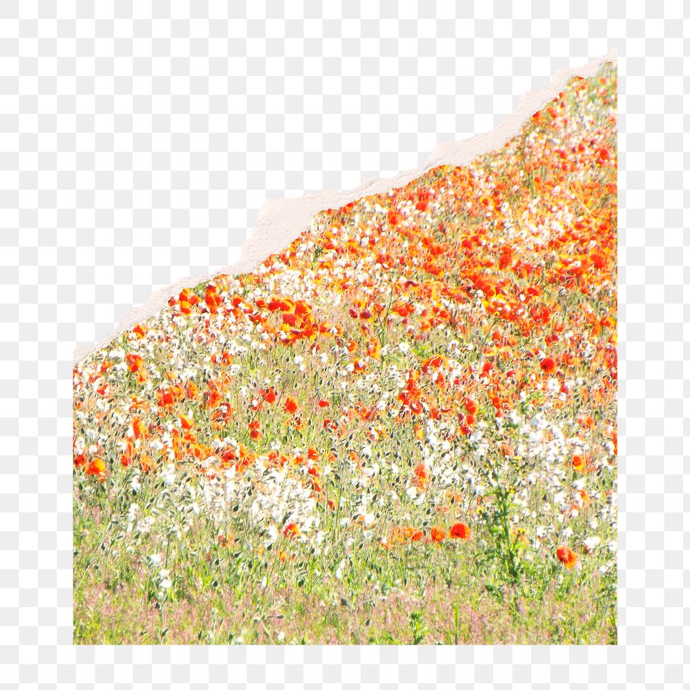 Flower field png sticker, ripped paper transparent background