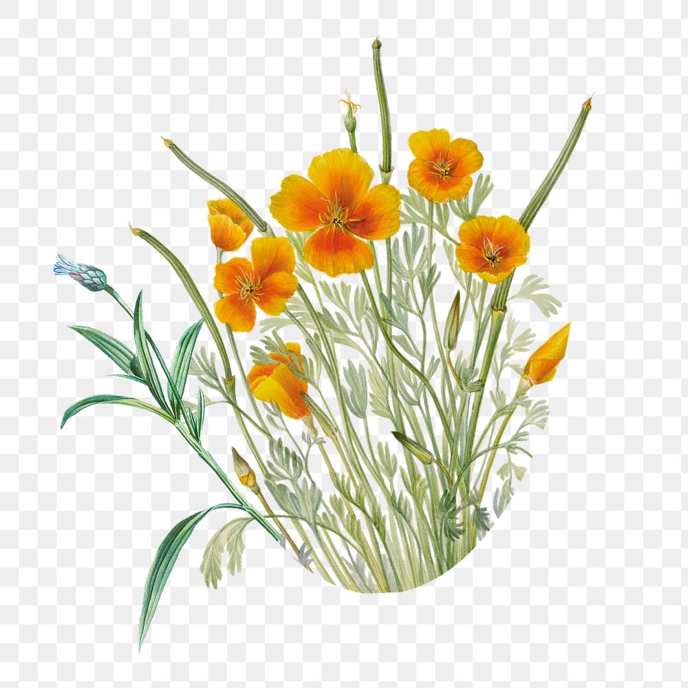 Png yellow Mexican poppy sticker, botanical transparent background