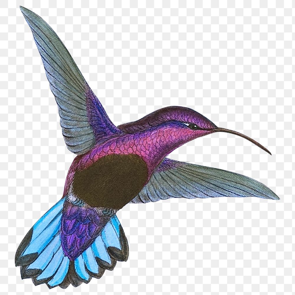 Purple Hummingbird png sticker, animal transparent background