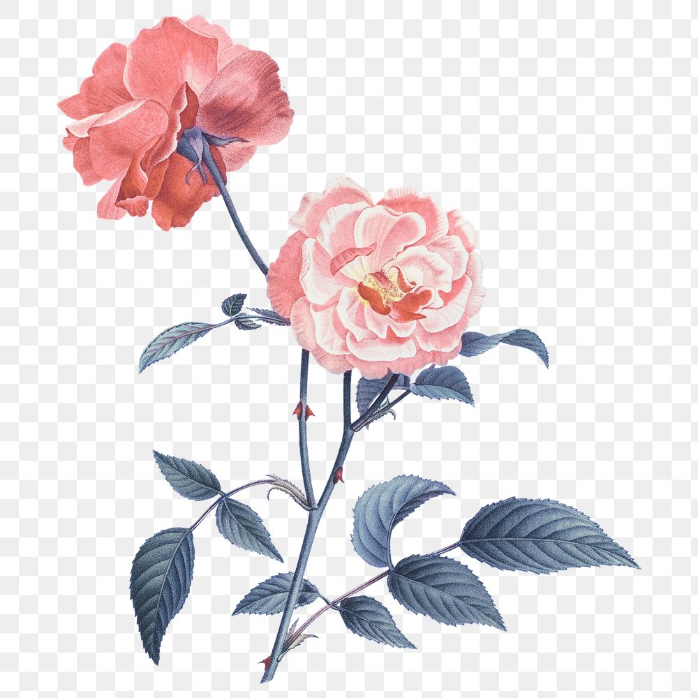 Pink rose png sticker, botanical transparent background