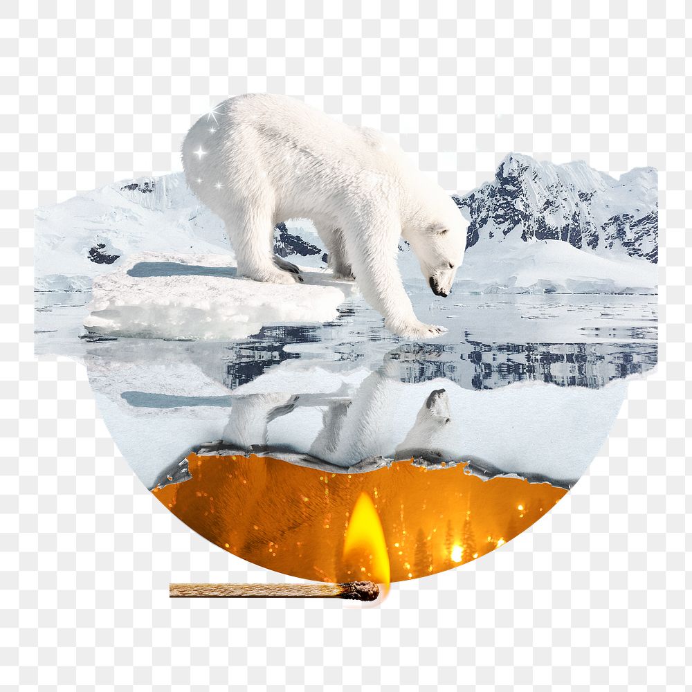 Png endangered polar bear sticker, climate change crisis, transparent background