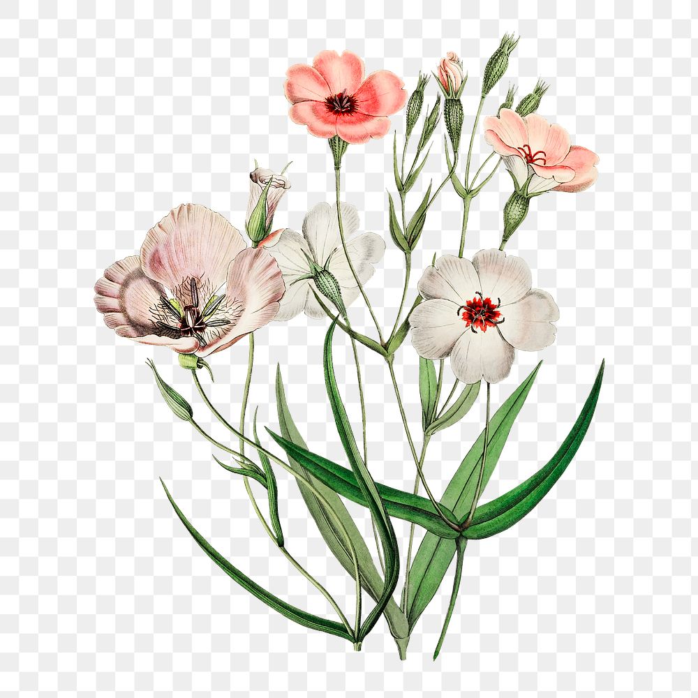 Pink flowers png sticker, floral illustration, transparent background
