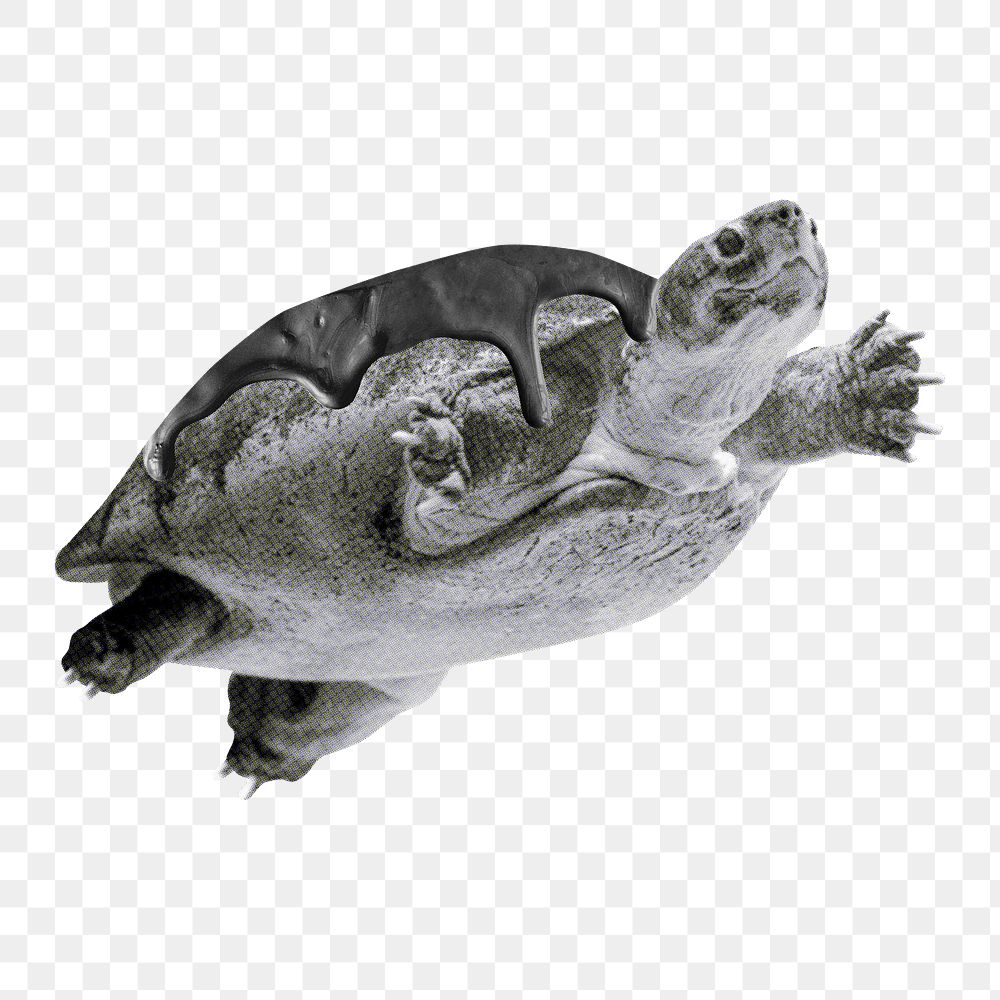 Sea turtle png sticker, oil spill, transparent background