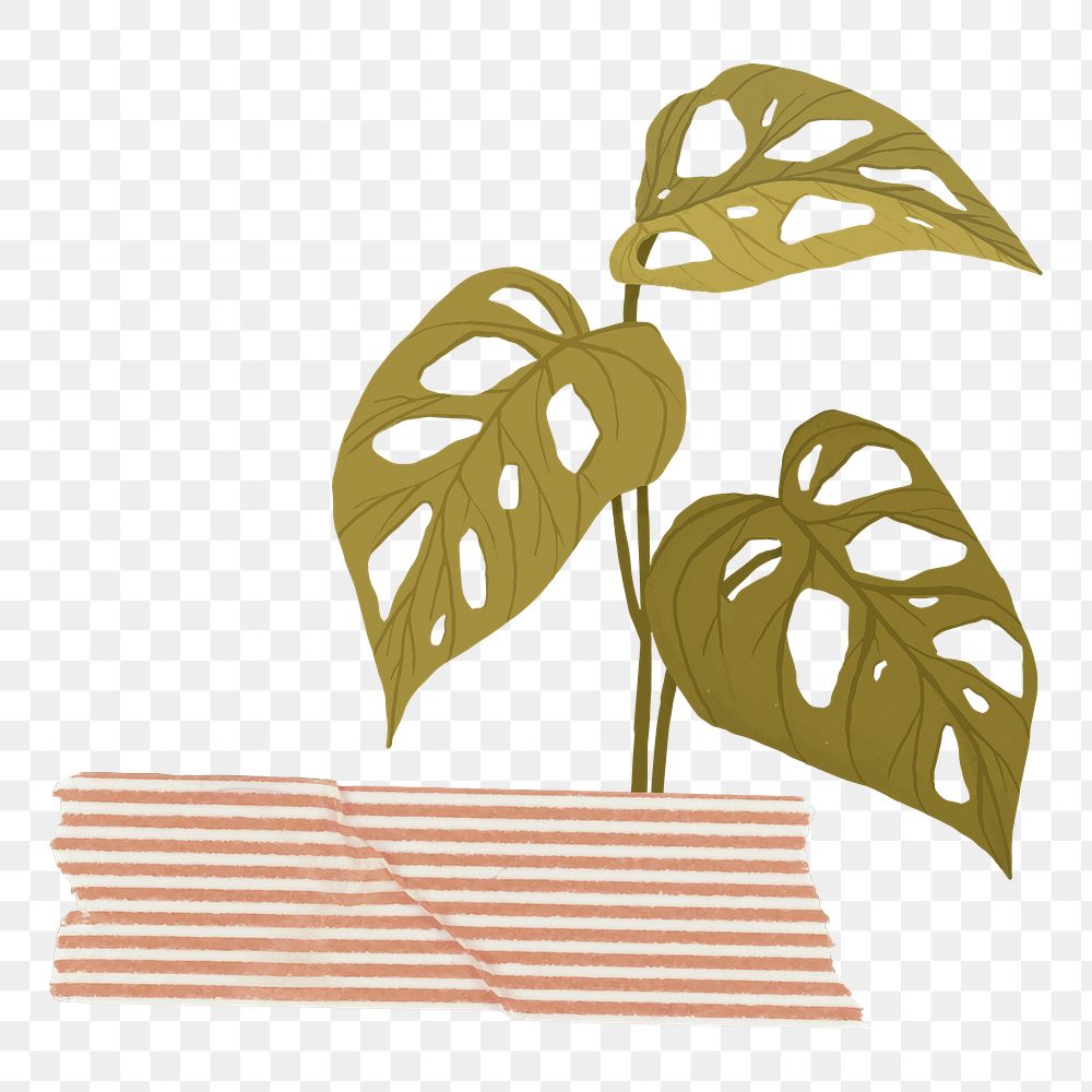 Monstera leaf png sticker, botanical illustration, transparent background