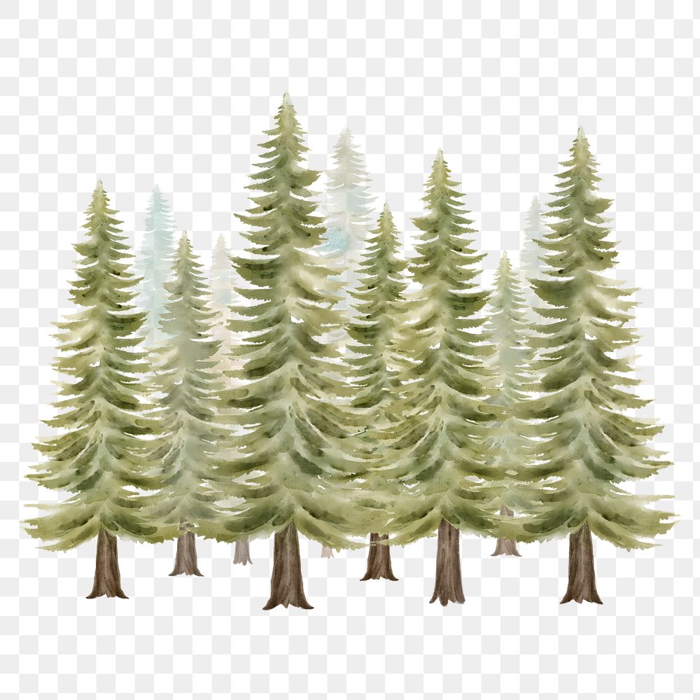 PNG watercolor pine trees clipart, nature collage element, transparent background