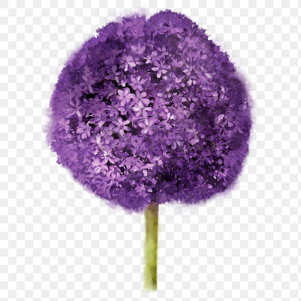 Purple flower png, gladiator allium collage element, transparent background