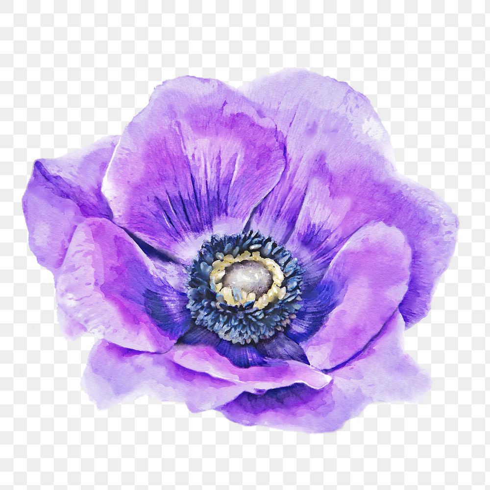 PNG watercolor purple anemone flower, transparent background