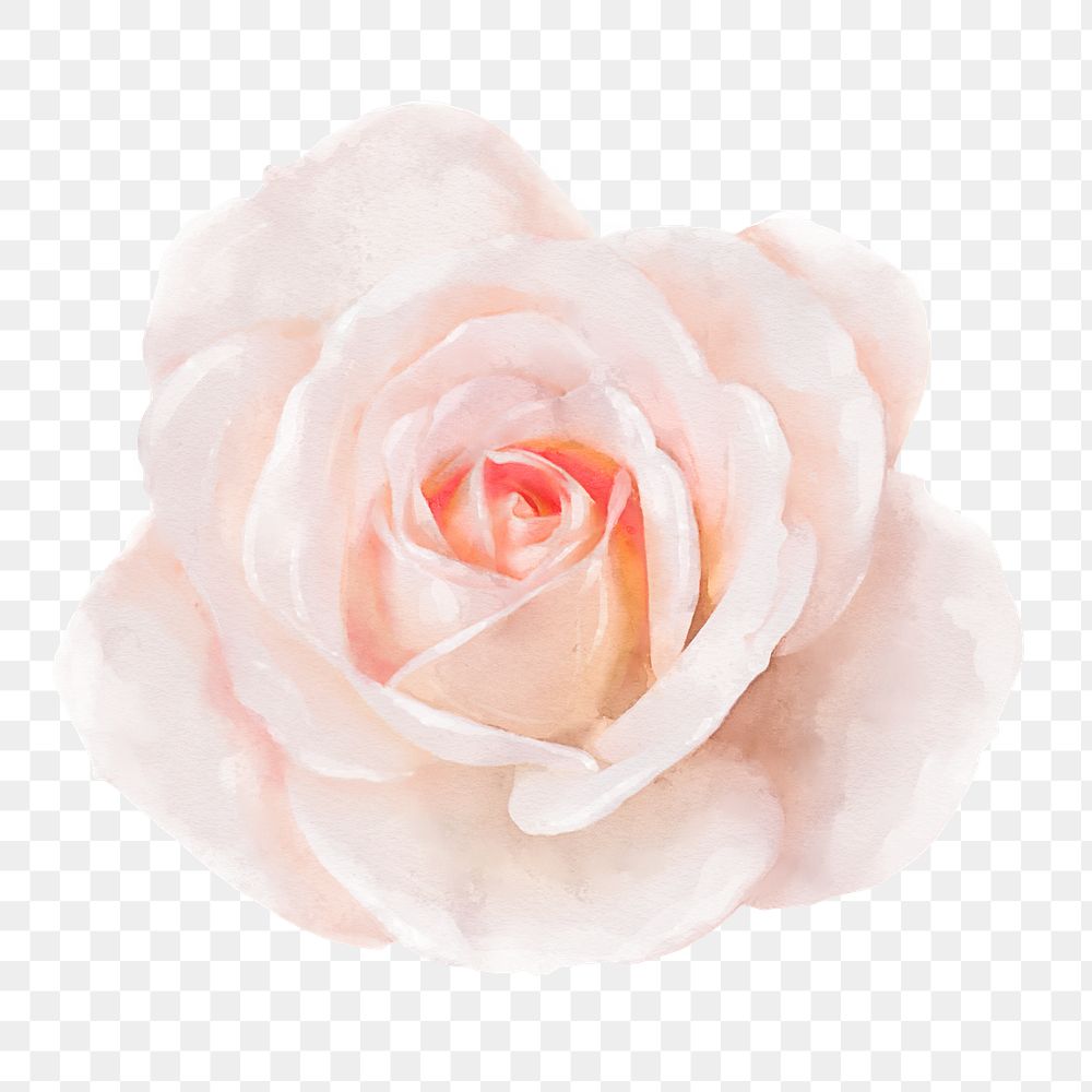 Pink rose png, watercolor flower collage element, transparent background