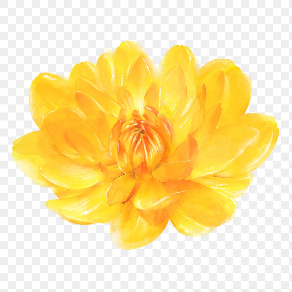 Yellow flower png, waterlily dahlia collage element, transparent background