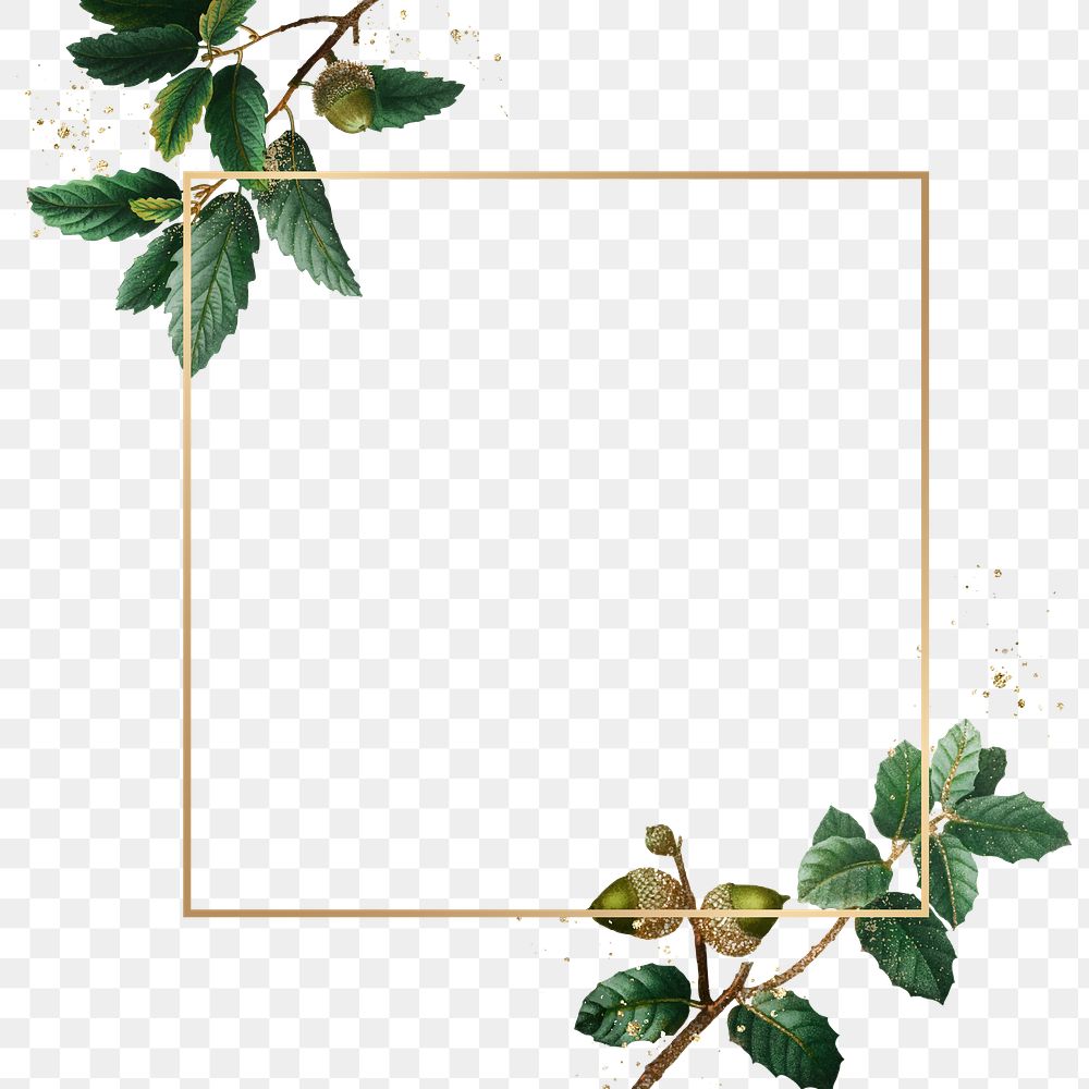 Acorn pattern frame png oak branches hand drawn