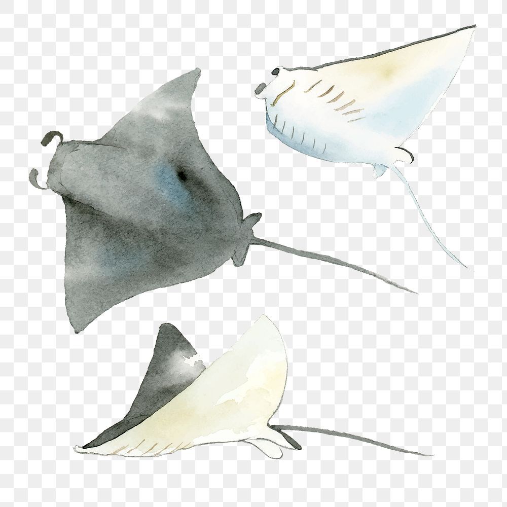 Watercolor painted manta ray transparent png