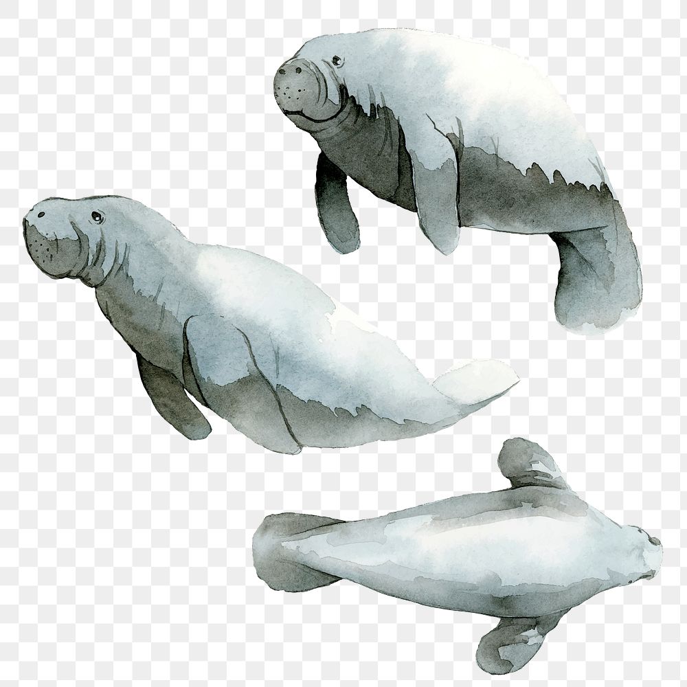 Watercolor painted dugong transparent png