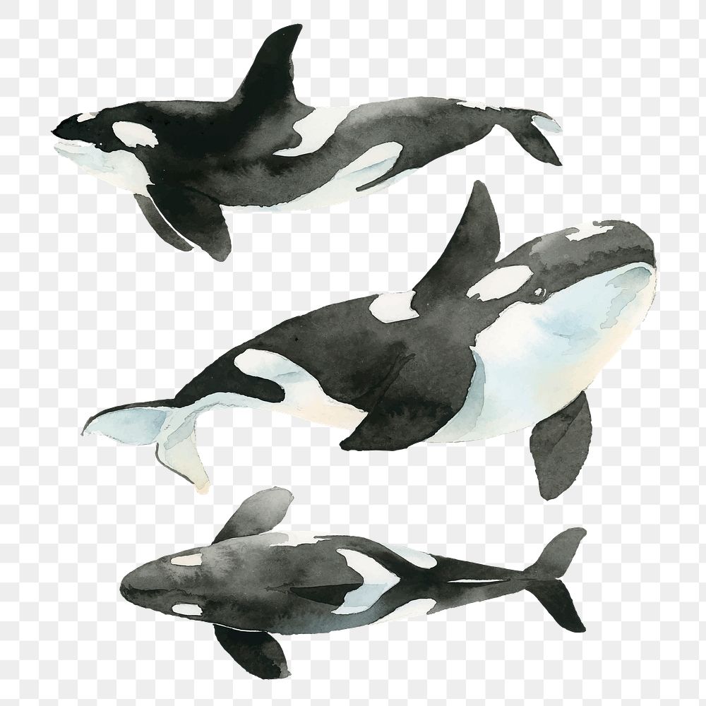 Watercolor painted killer whale transparent png