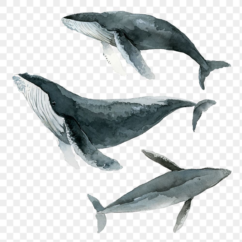 Humpback whale watercolor painting transparent png