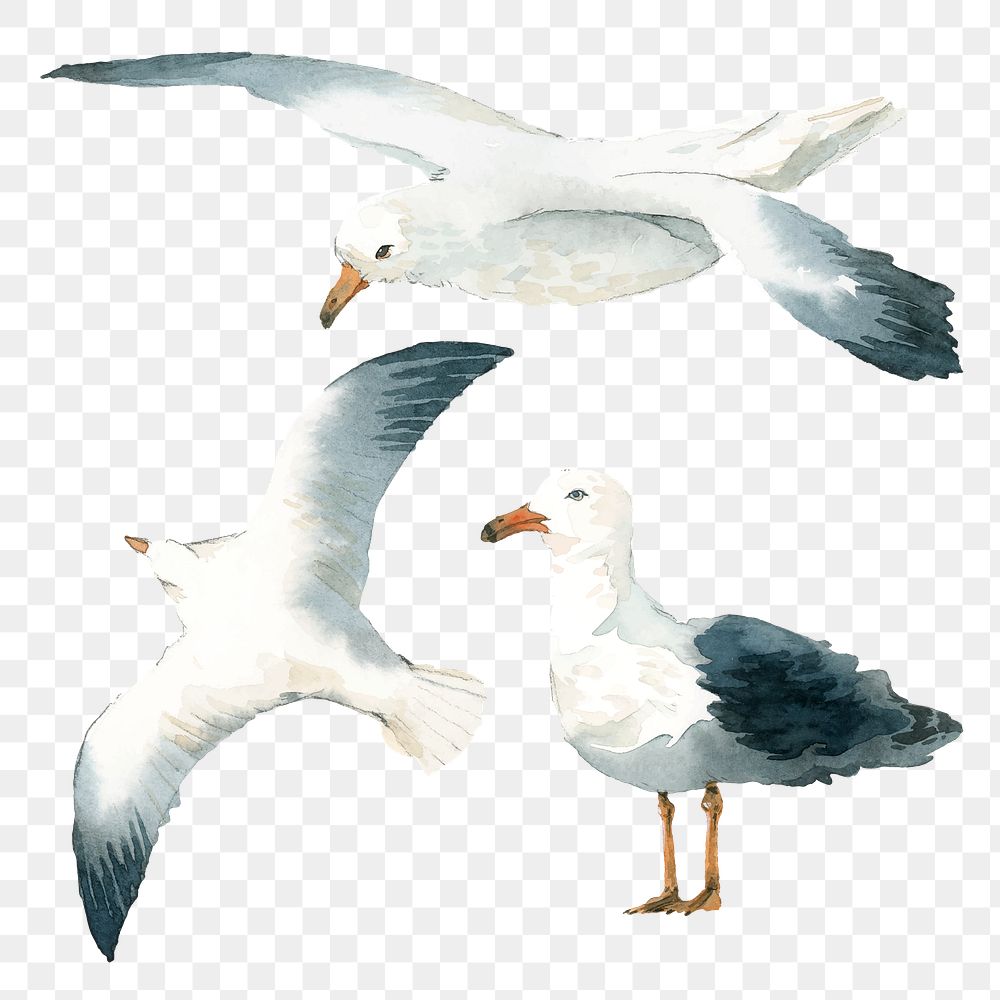 Watercolor painted seagull transparent png
