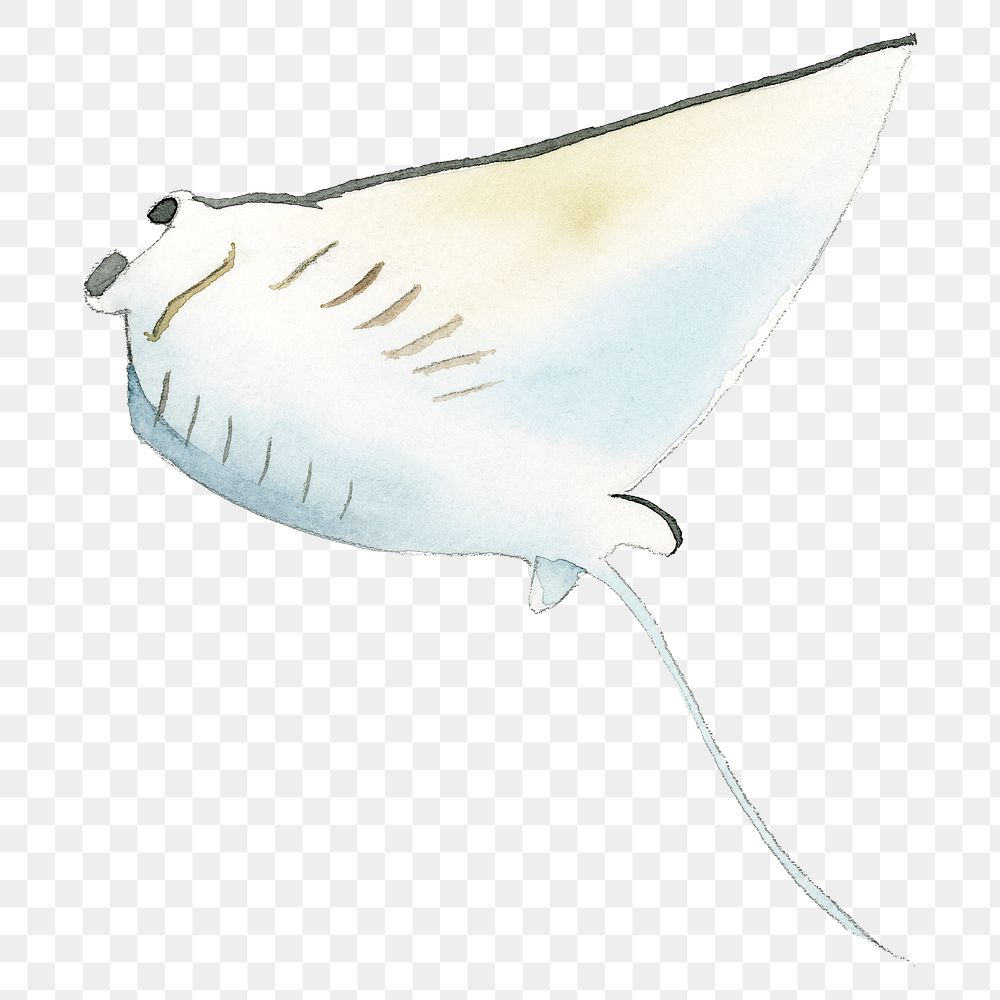 Watercolor painted manta ray transparent png