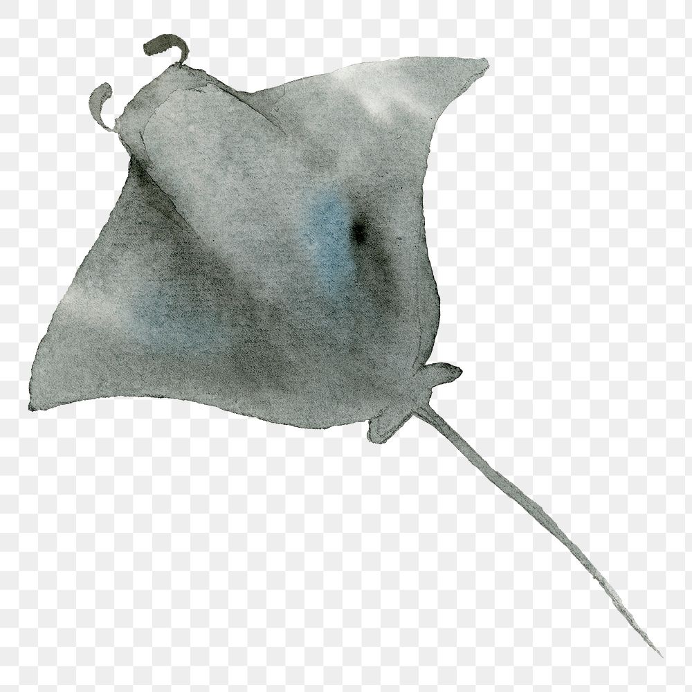 Watercolor painted manta ray transparent png