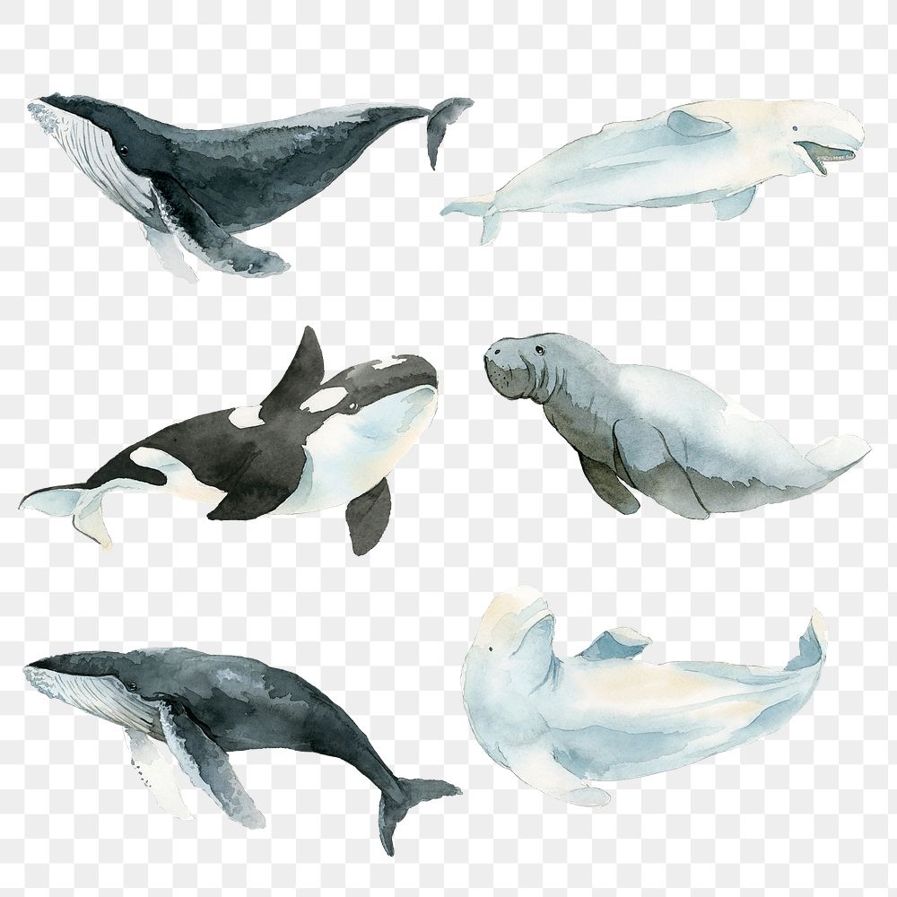 Marine life set painted in watercolor transparent png