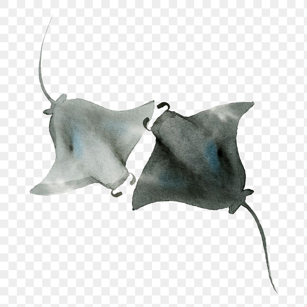 Watercolor painted manta rays transparent png