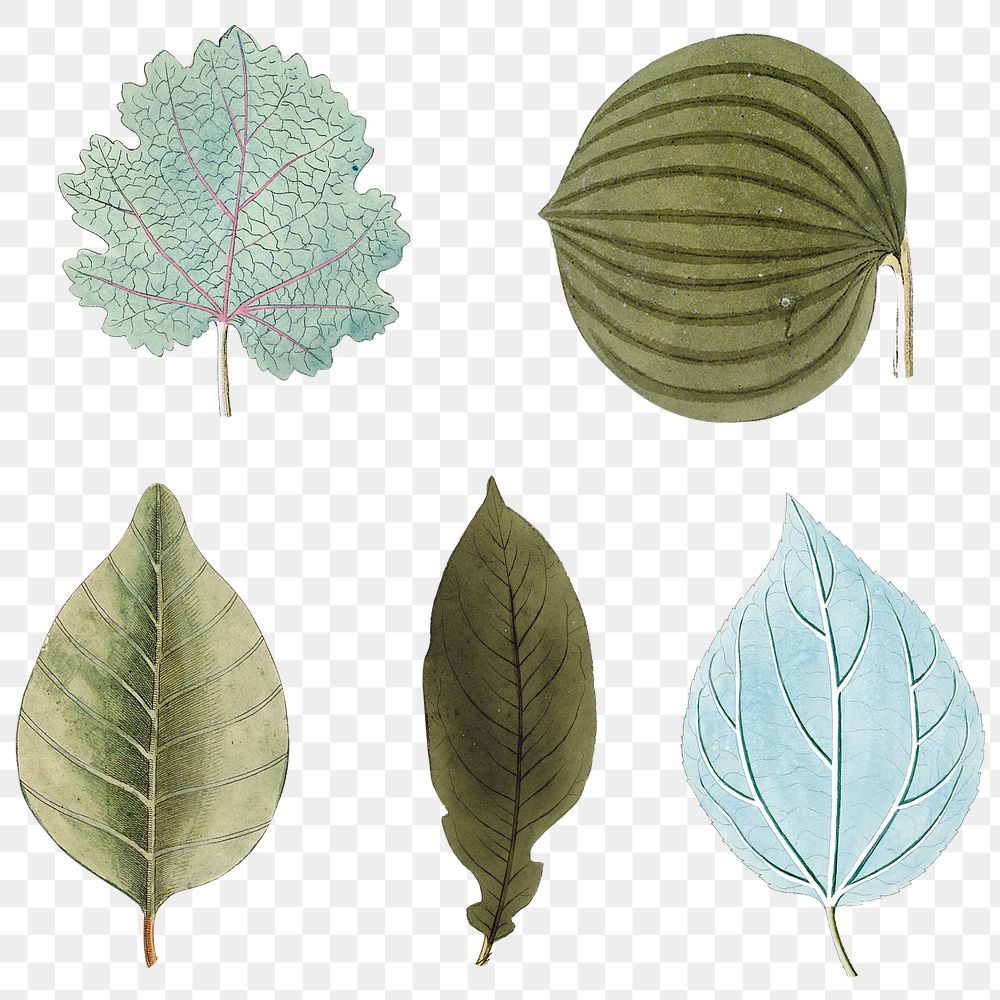 Various blue and green leaves set transparent png